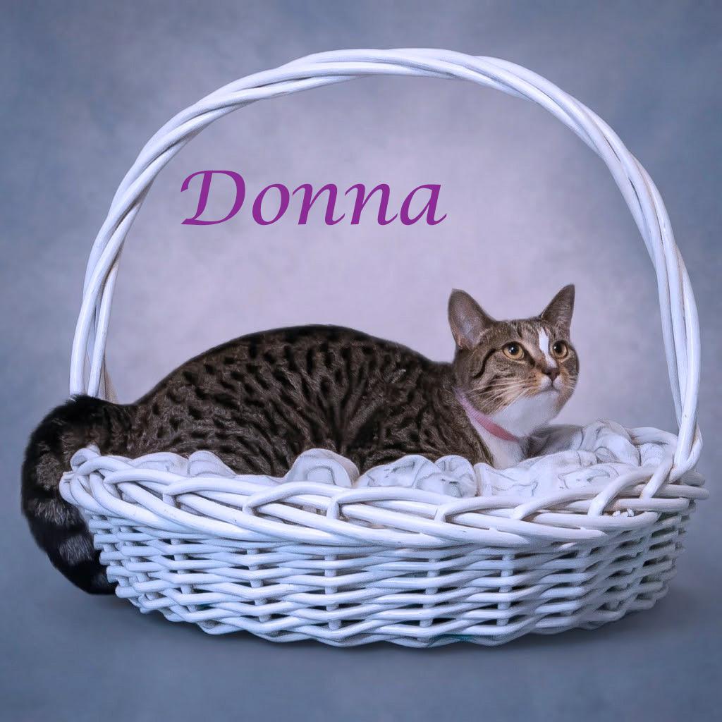 Donna C26-206, Adoptable, Young Female Domestic Short Hair.