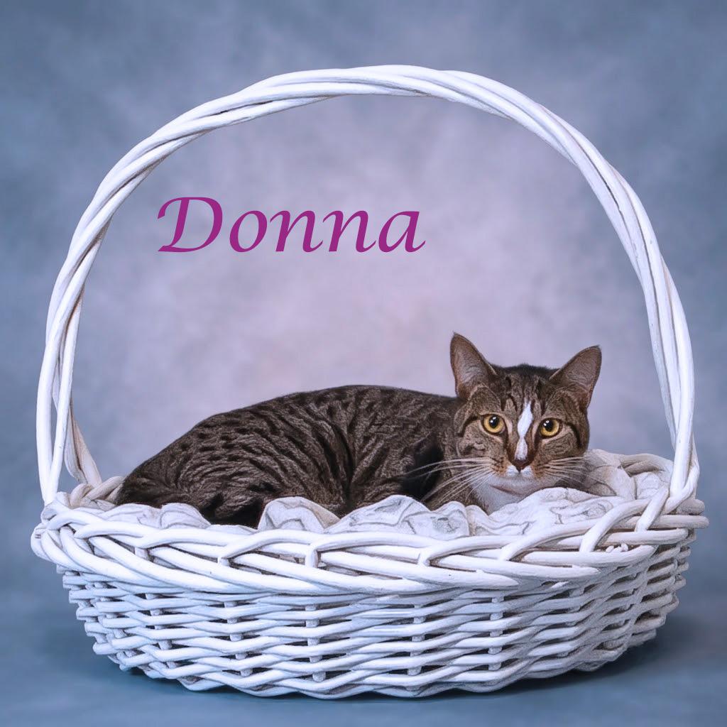 Enlarge Donna C26-206, a Adoptable Domestic Short Hair in Lebanon, TN image 2/6