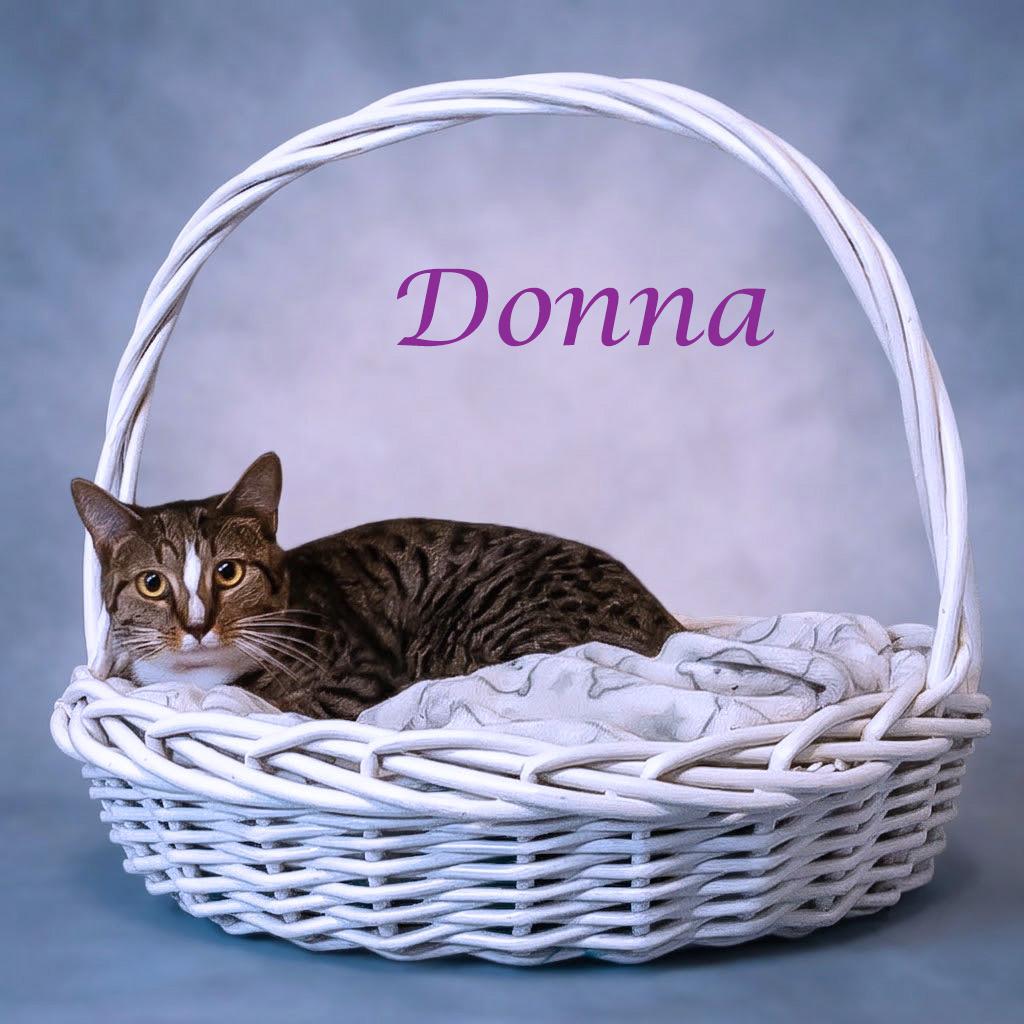 Enlarge Donna C26-206, a Adoptable Domestic Short Hair in Lebanon, TN image 3/6