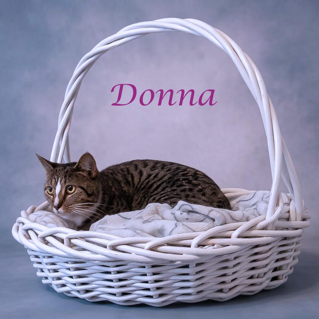 Enlarge Donna C26-206, a Adoptable Domestic Short Hair in Lebanon, TN image 4/6
