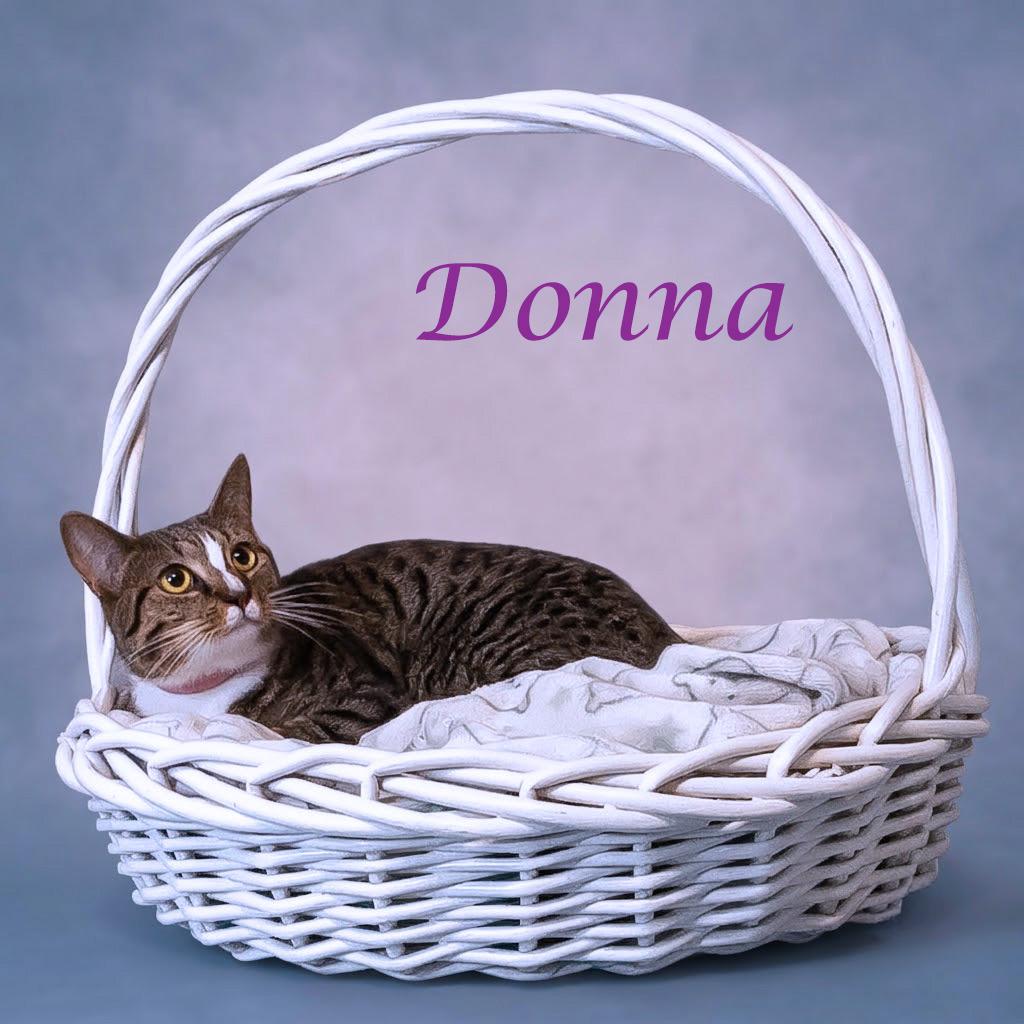 Enlarge Donna C26-206, a Adoptable Domestic Short Hair in Lebanon, TN image 5/6