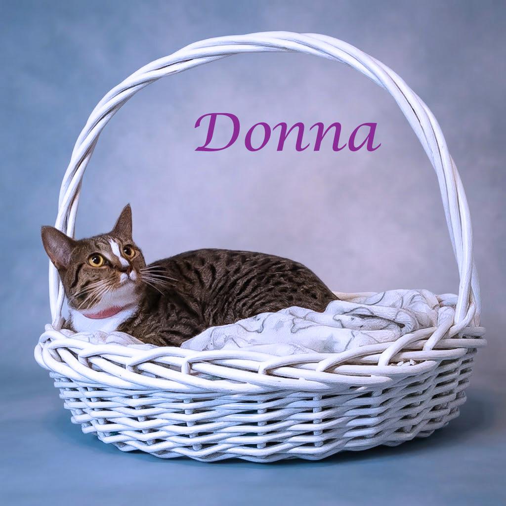 Enlarge Donna C26-206, a Adoptable Domestic Short Hair in Lebanon, TN image 6/6