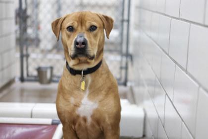 Tilly, Adoptable, Adult Female Labrador Retriever & Mixed Breed.