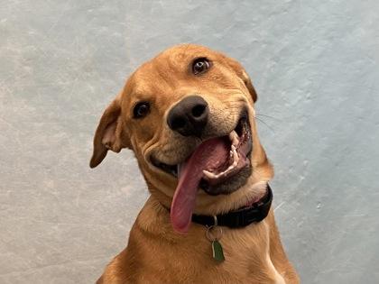 Enlarge Tilly, a Adoptable mixed breed in Golden Valley, MN image 2/3