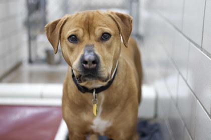 Enlarge Tilly, a Adoptable mixed breed in Golden Valley, MN image 3/3