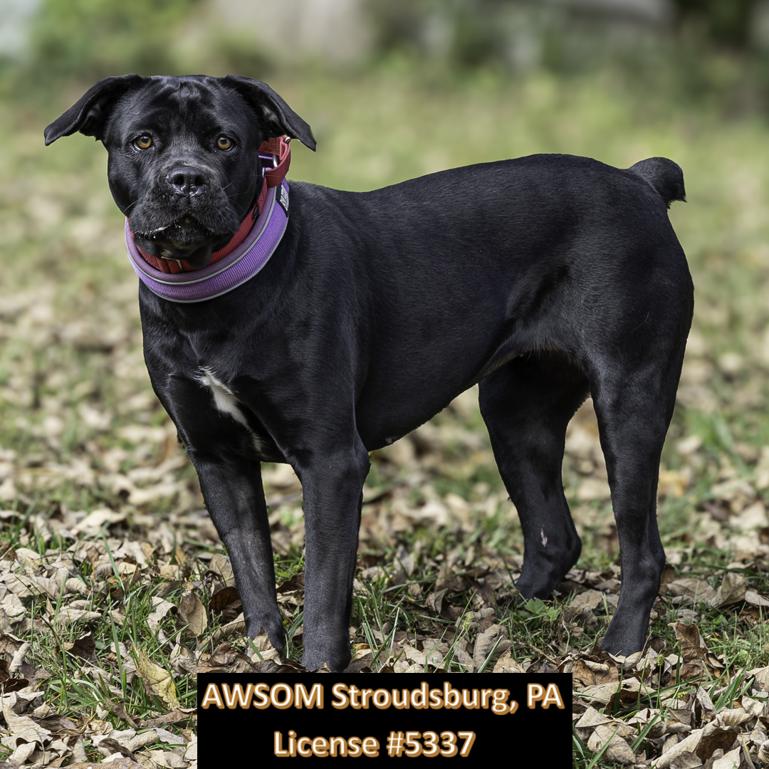 Athena, a Adoptable mixed breed in Stroudsburg, PA image 1/2