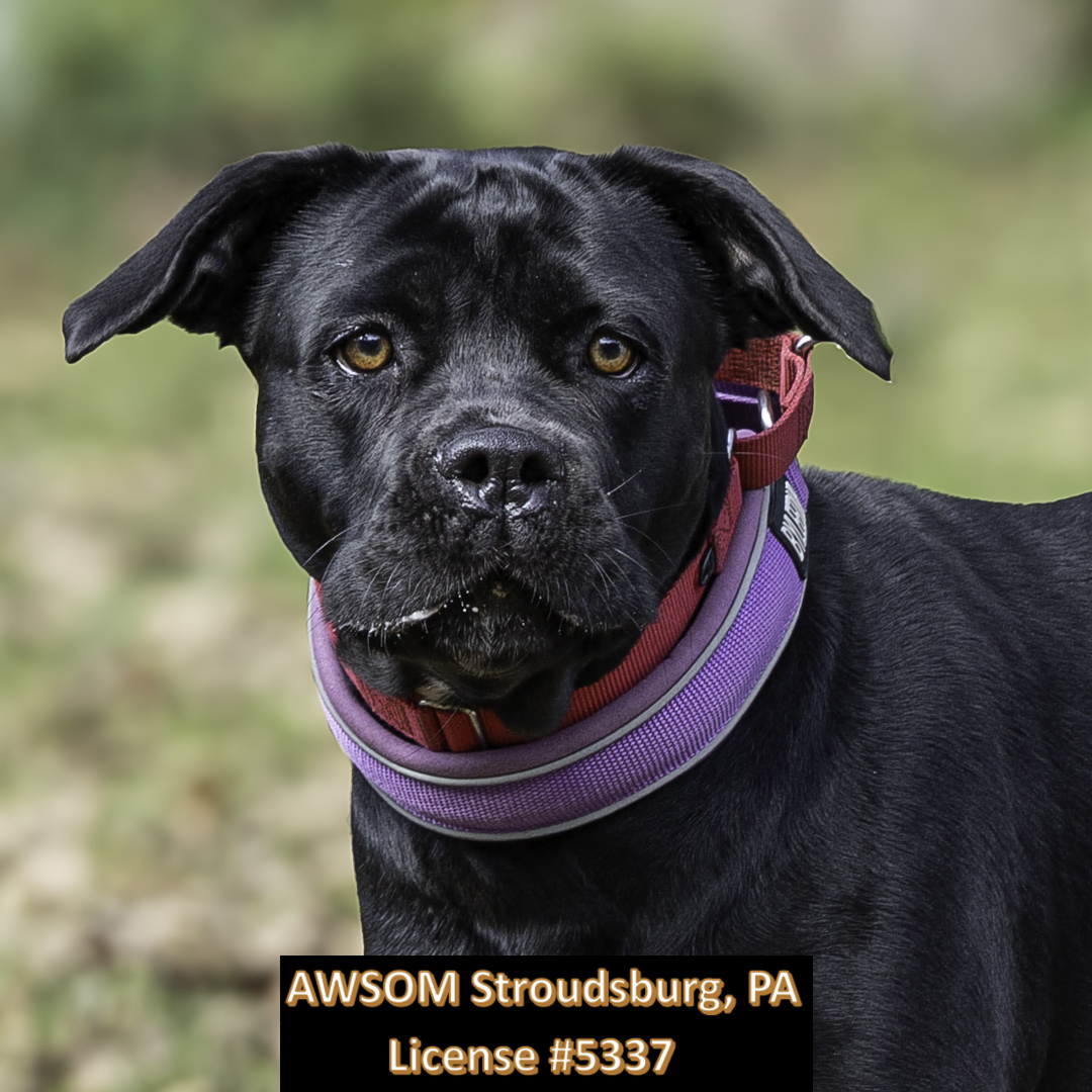 Athena, a Adoptable mixed breed in Stroudsburg, PA image 2/2