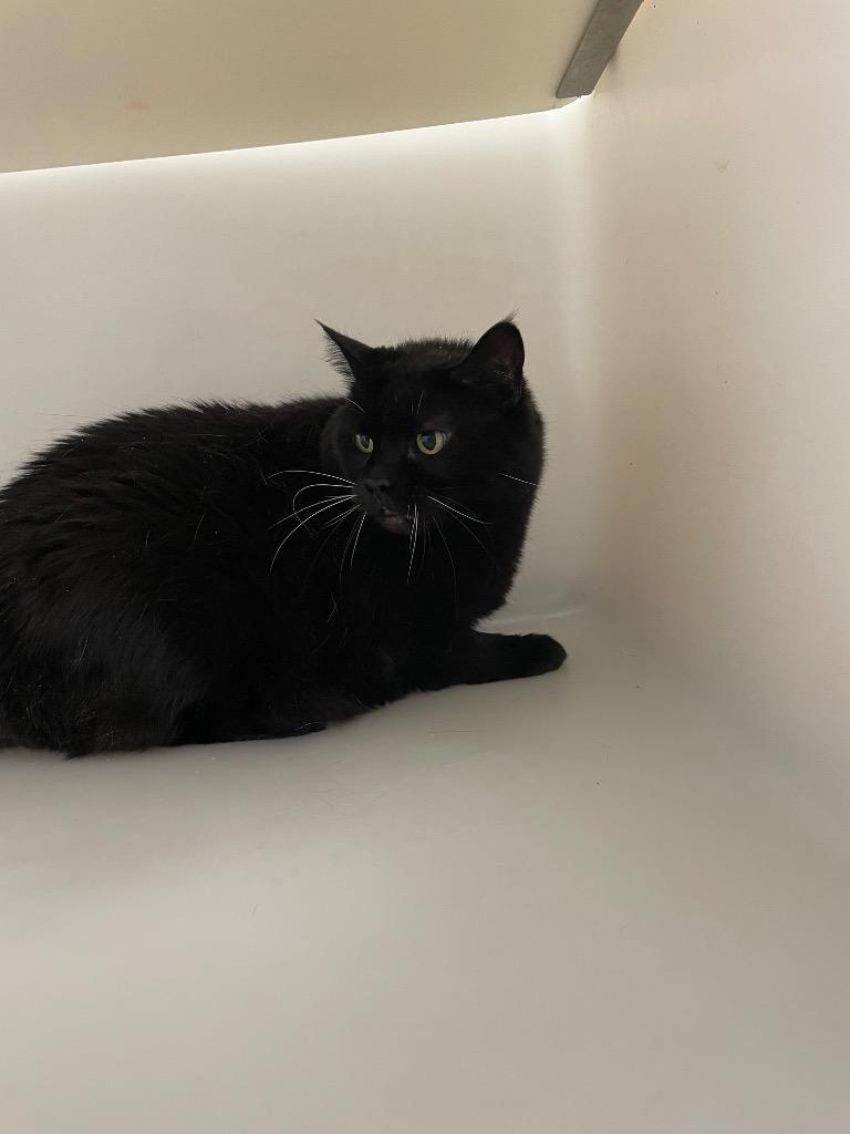 Wanda, Adoptable, Senior Female Domestic Short Hair.