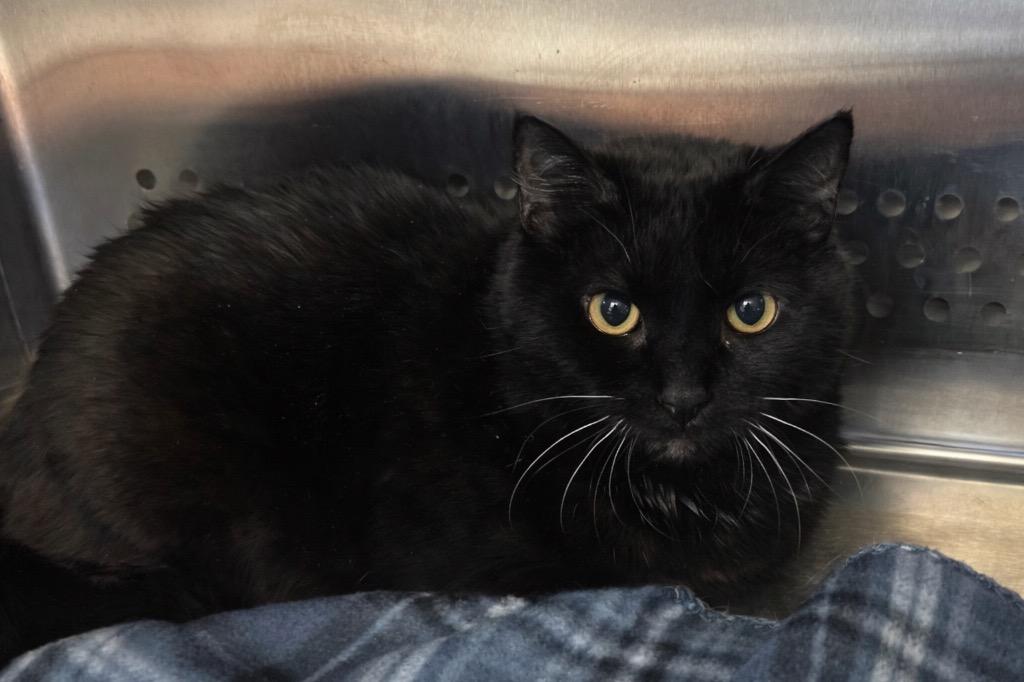 Enlarge Wanda, a Adoptable mixed breed in Columbia, TN image 2/2