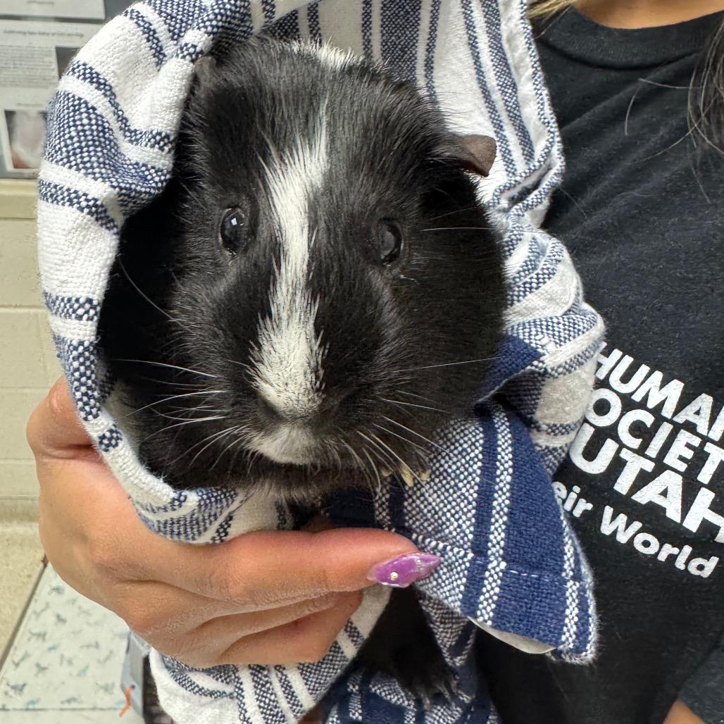 Victor, Adoptable, Adult Male Guinea Pig.