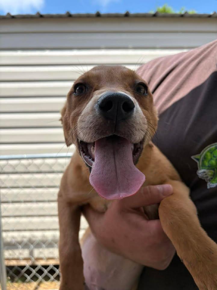 Enlarge Vinny, a Adoptable mixed breed in Lavonia, GA image 1/1
