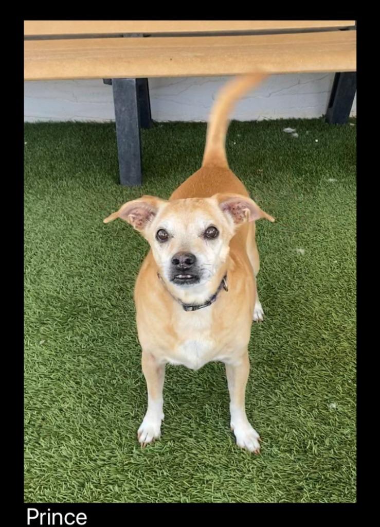 Prince, Adopted, Senior Male Chihuahua.