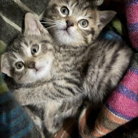 Inka and Indy, an adopted Domestic Short Hair in Leesburg, VA image 5/5