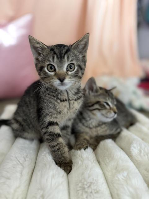 Inka and Indy, an adopted Domestic Short Hair in Leesburg, VA image 4/5