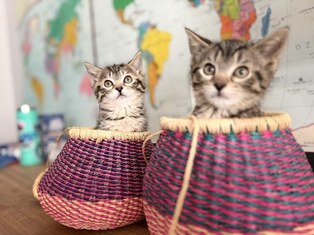 Inka and Indy, an adopted Domestic Short Hair in Leesburg, VA image 1/5