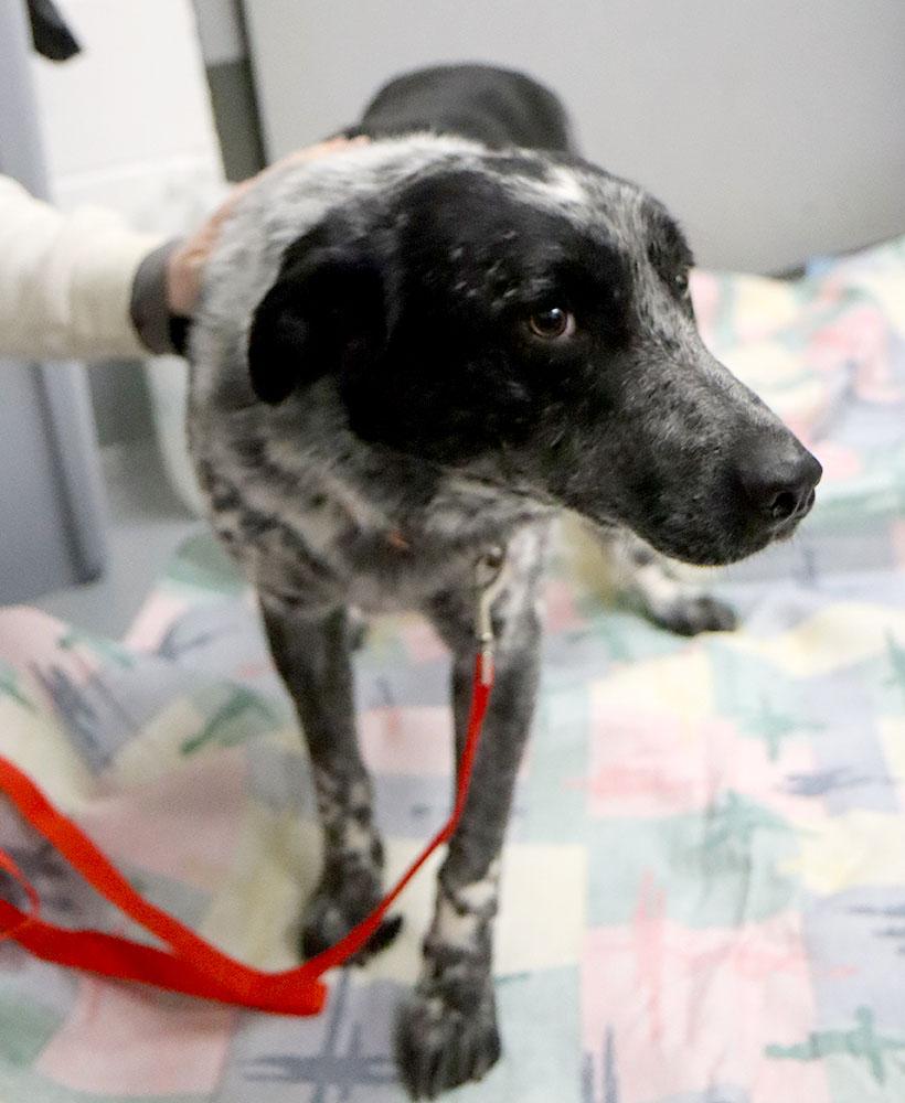 Enlarge Ramsey (AO35742), a ADOPTABLE mixed breed in Kansas City, KS image 5/6