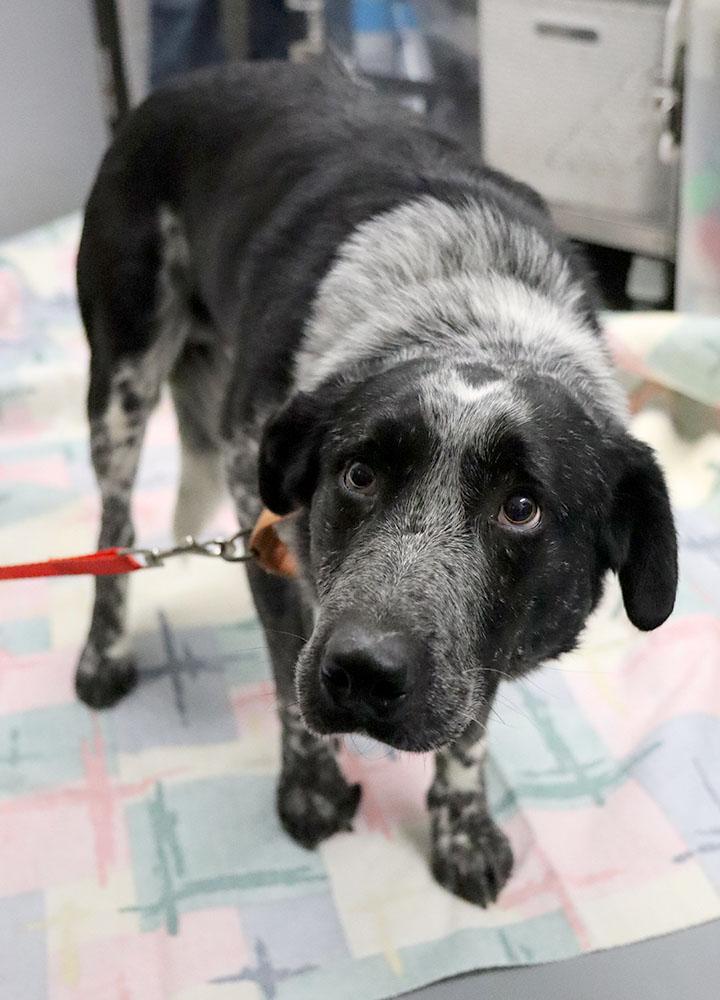 Enlarge Ramsey (AO35742), a ADOPTABLE mixed breed in Kansas City, KS image 6/6