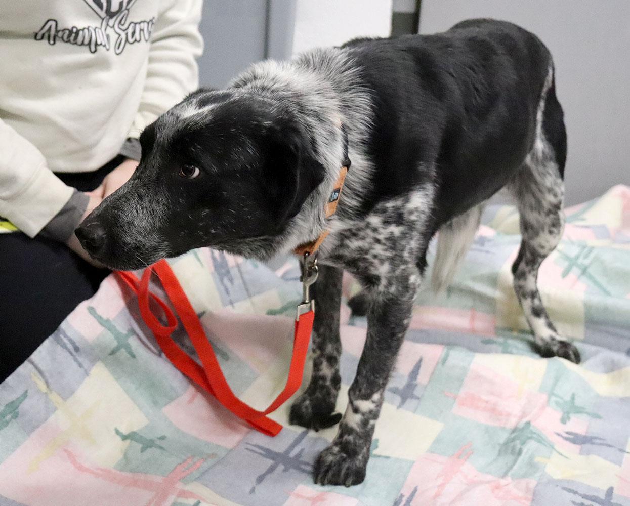 Enlarge Ramsey (AO35742), a ADOPTABLE mixed breed in Kansas City, KS image 3/6