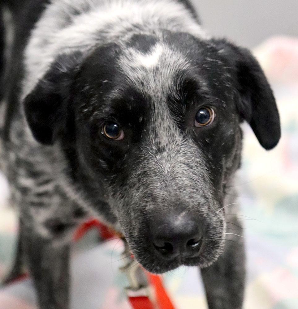 Enlarge Ramsey (AO35742), a ADOPTABLE mixed breed in Kansas City, KS image 1/6