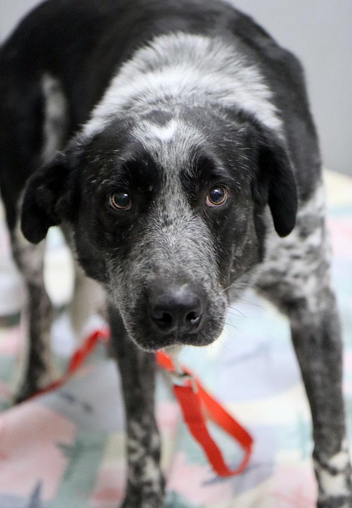 Enlarge Ramsey (AO35742), a ADOPTABLE mixed breed in Kansas City, KS image 2/6