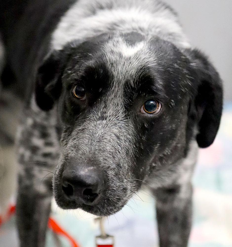 Enlarge Ramsey (AO35742), a ADOPTABLE mixed breed in Kansas City, KS image 4/6