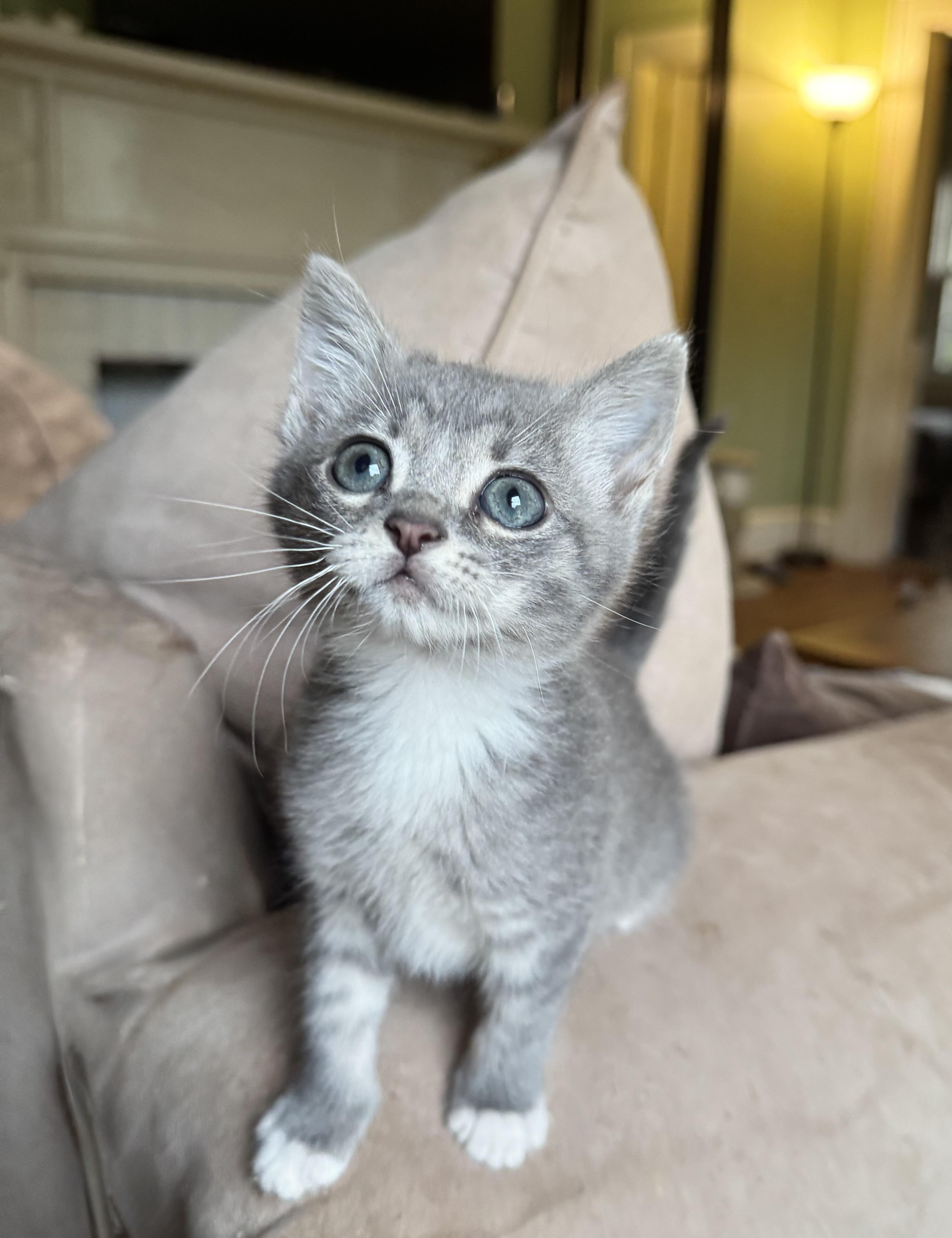 Enlarge Bunny, a Adopted Domestic Short Hair in Greenville, SC image 2/4