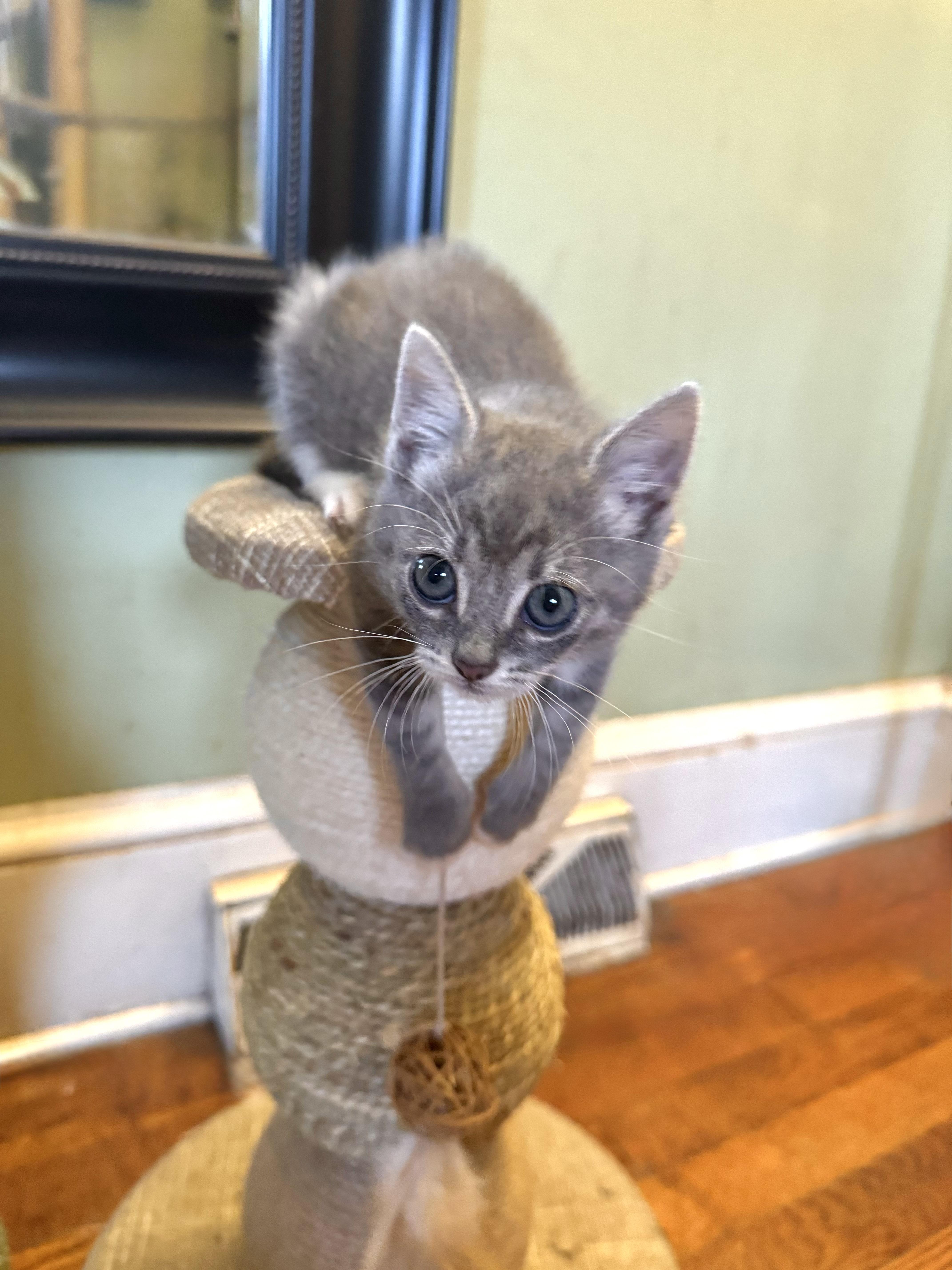 Enlarge Bunny, a Adopted Domestic Short Hair in Greenville, SC image 3/4