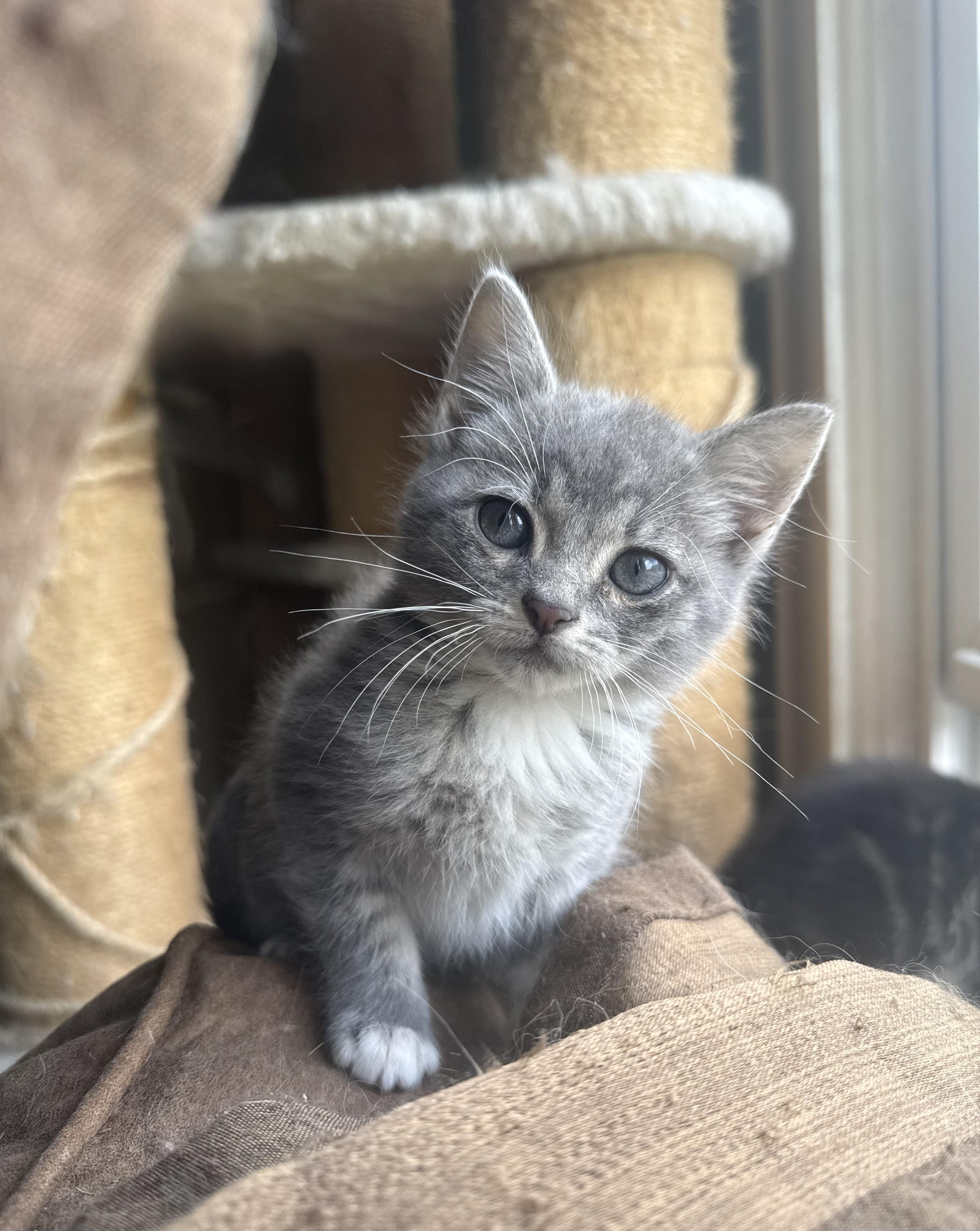 Enlarge Bunny, a Adopted Domestic Short Hair in Greenville, SC image 1/4