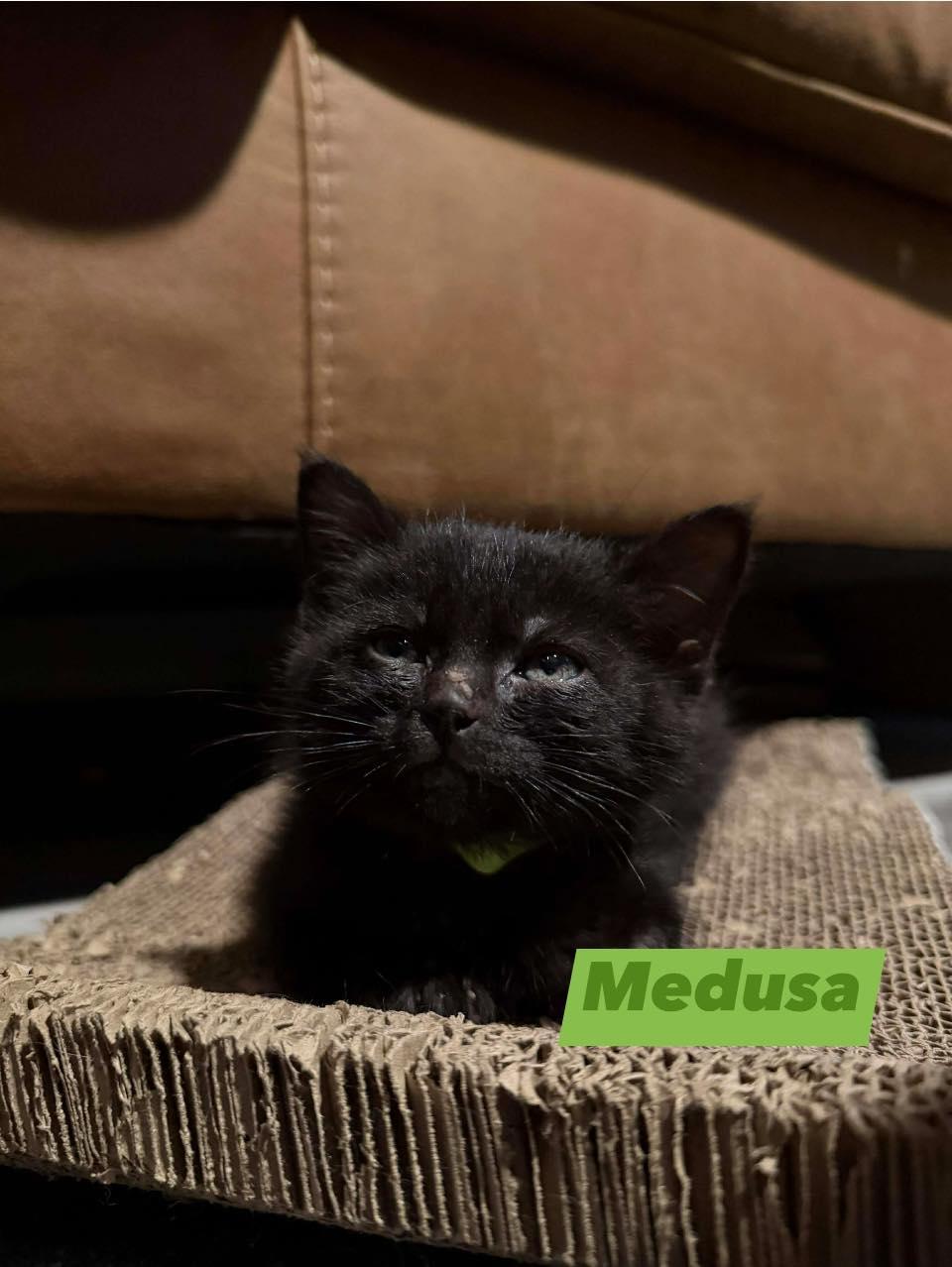 Enlarge Medusa, a ADOPTABLE Domestic Short Hair in Edmond, OK image 1/1