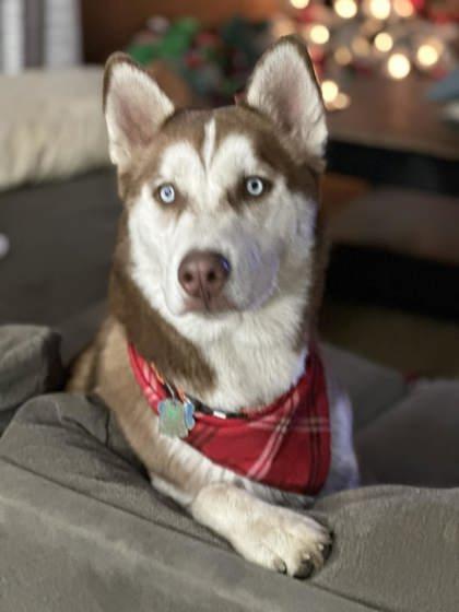 Kodiak, Adoptable, Adult Male Siberian Husky.