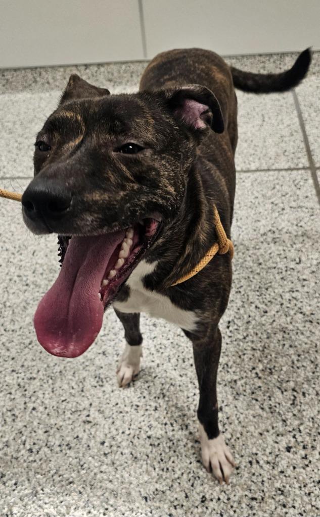Zeus, Adoptable, Young Male German Shepherd Dog & Pit Bull Terrier.