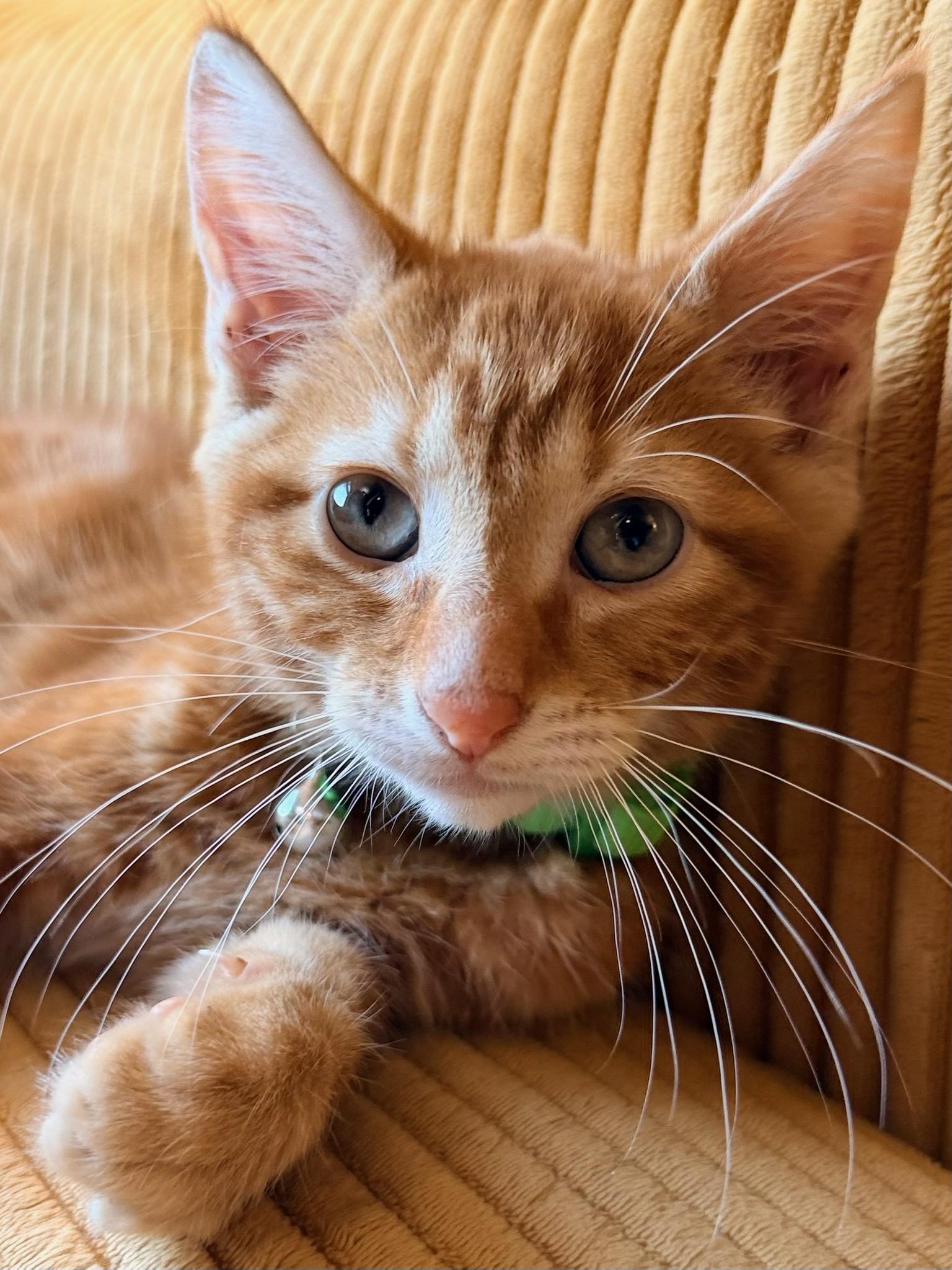 Enlarge Gouda, a ADOPTABLE Domestic Short Hair in Honeoye, NY image 1/1