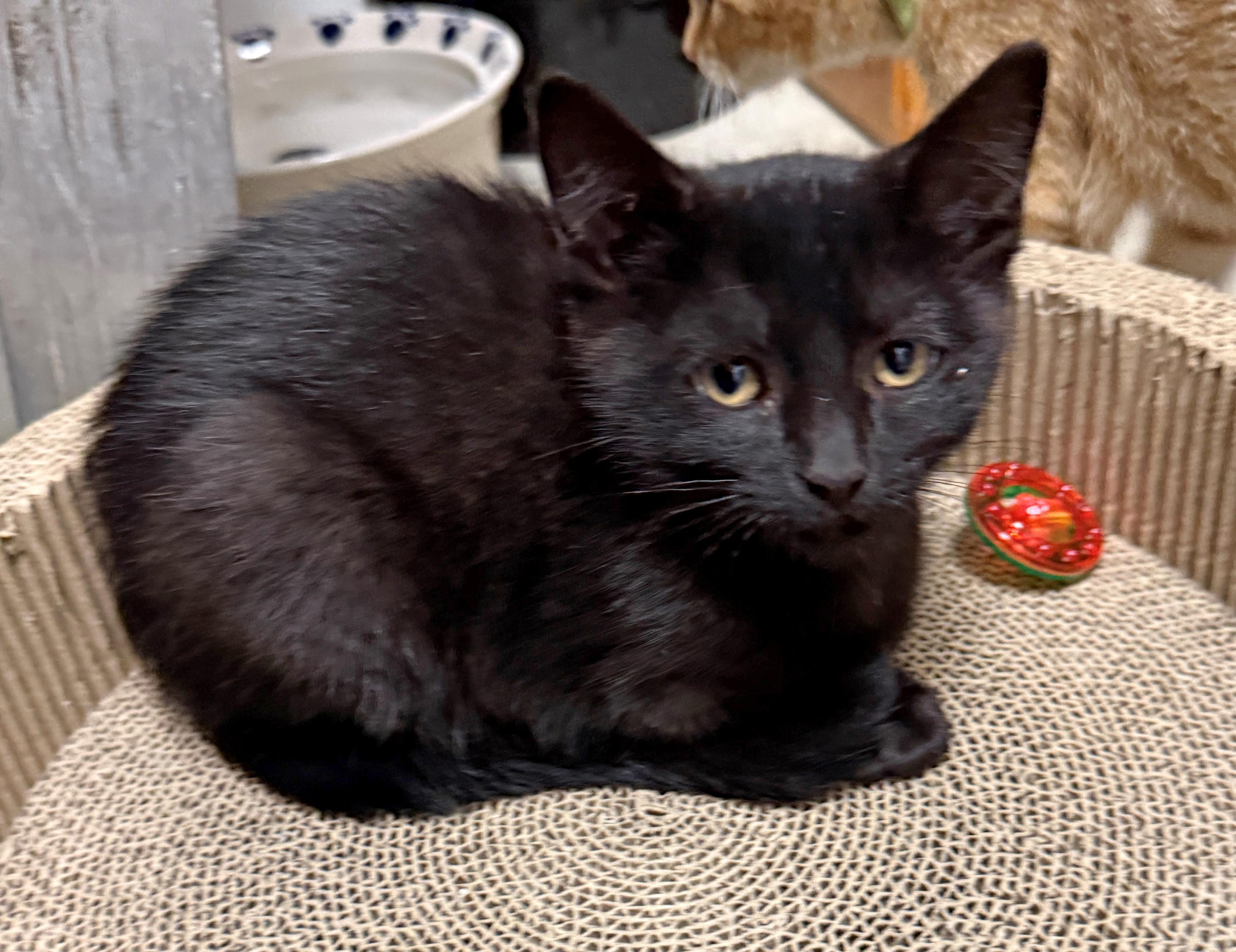 Enlarge Mia, an adopted mixed breed in Mount Prospect, IL image 4/5