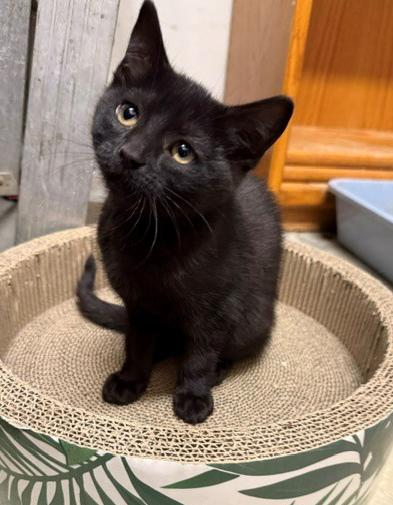 Enlarge Mia, an adopted mixed breed in Mount Prospect, IL image 1/5