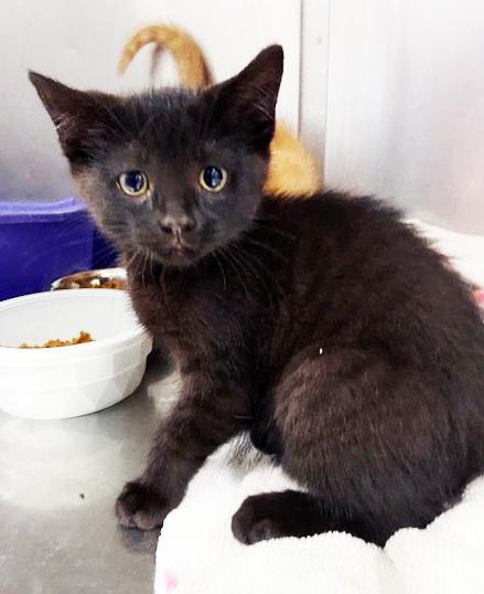 Enlarge Mia, an adopted mixed breed in Mount Prospect, IL image 3/5