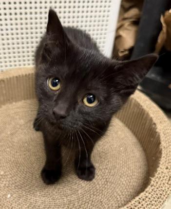 Enlarge Mia, an adopted mixed breed in Mount Prospect, IL image 2/5