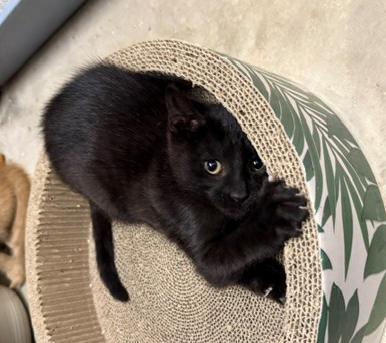 Enlarge Mia, an adopted mixed breed in Mount Prospect, IL image 5/5