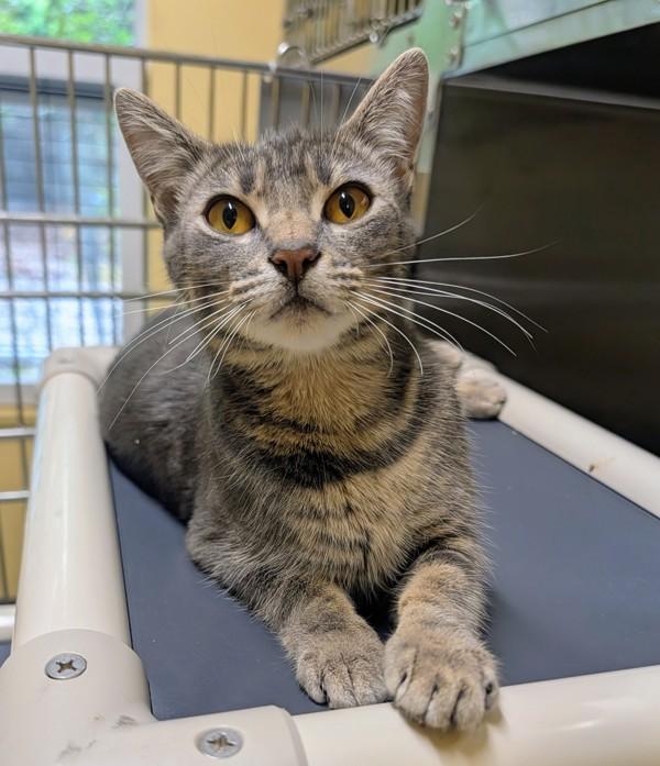Barracuda, Adoptable, Young Female Domestic Short Hair.