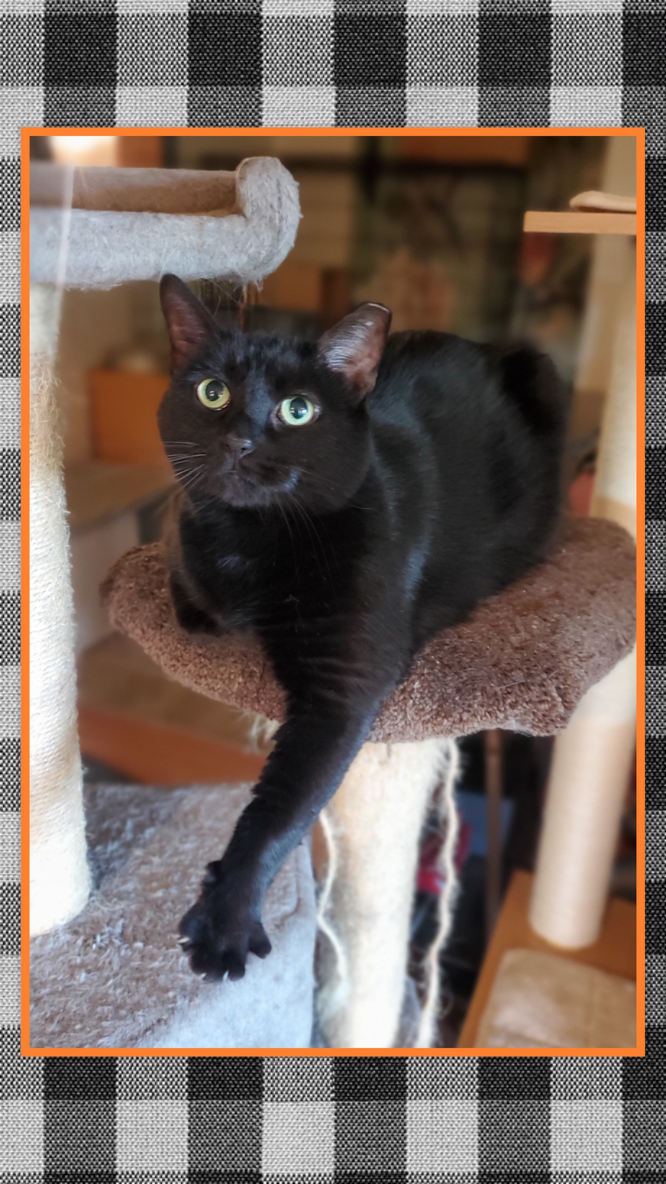 April, Adoptable, Adult Female Domestic Short Hair.