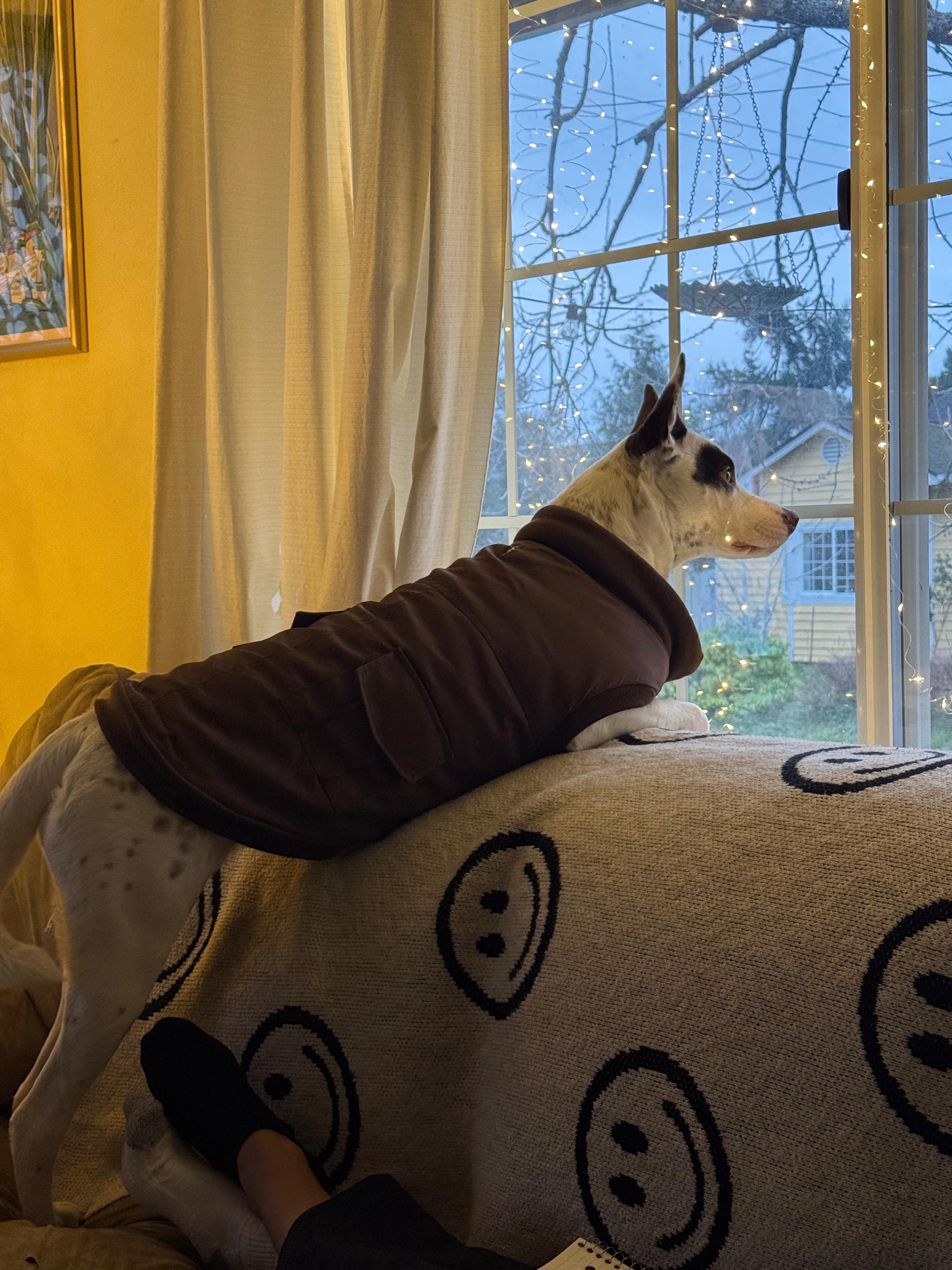 Enlarge Hazel- sweetest snuggler, an adoptable mixed breed in Oregon City, OR image 5/5