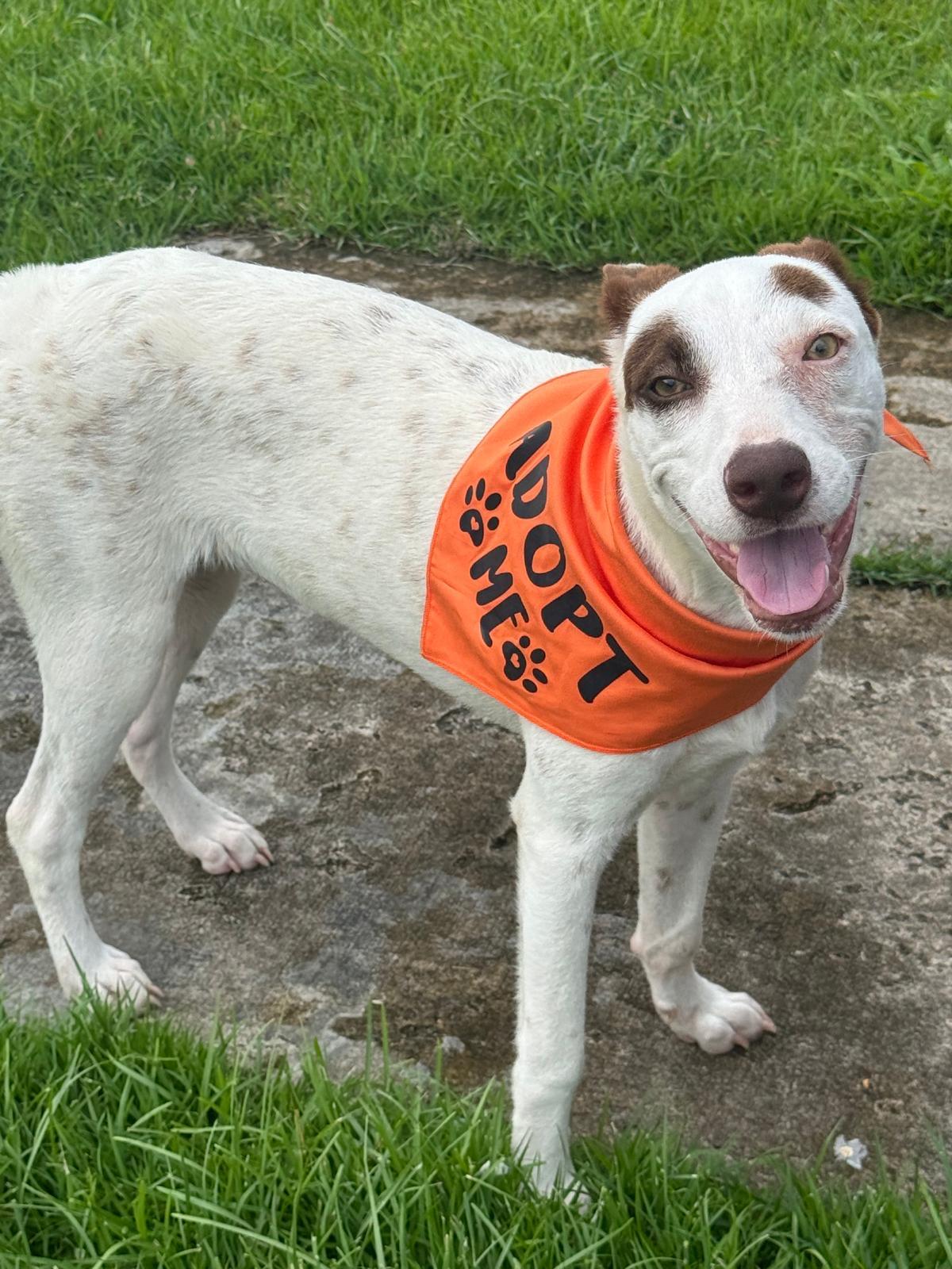 Enlarge Hazel- sweetest snuggler, an adoptable mixed breed in Oregon City, OR image 4/5