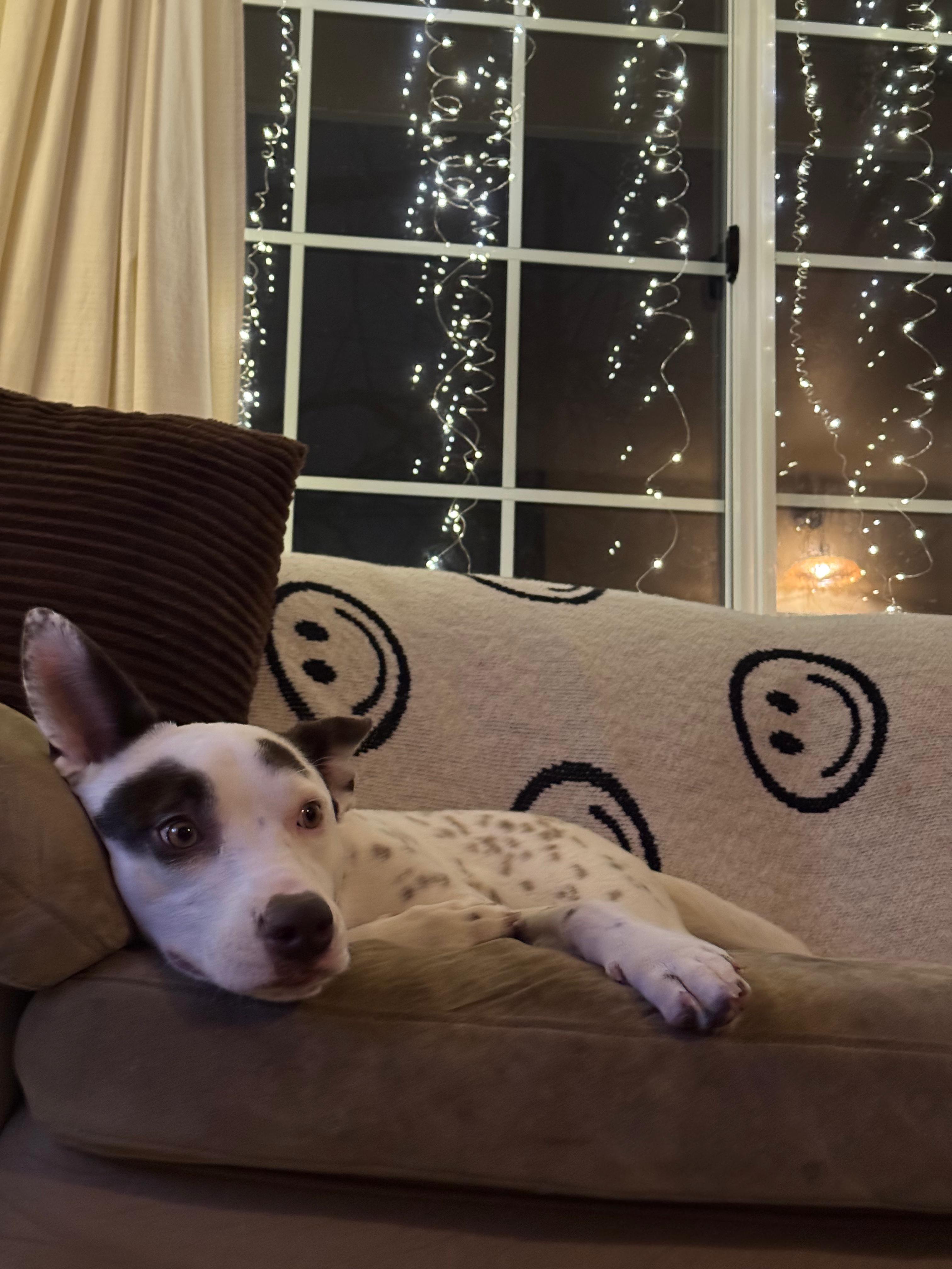 Enlarge Hazel- sweetest snuggler, an adoptable mixed breed in Oregon City, OR image 1/5