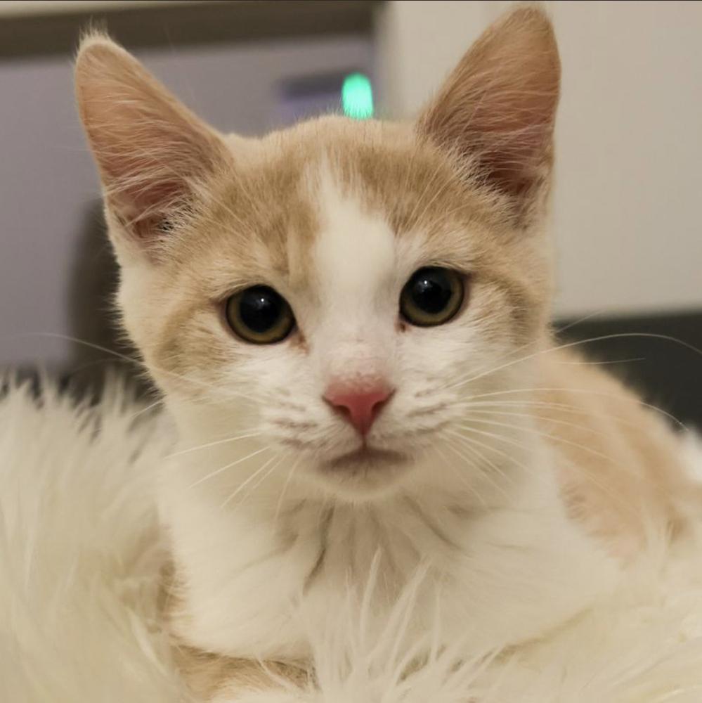 **Cat Cafe** Ostrich, a Adoptable Domestic Short Hair in Topeka, KS image 2/3