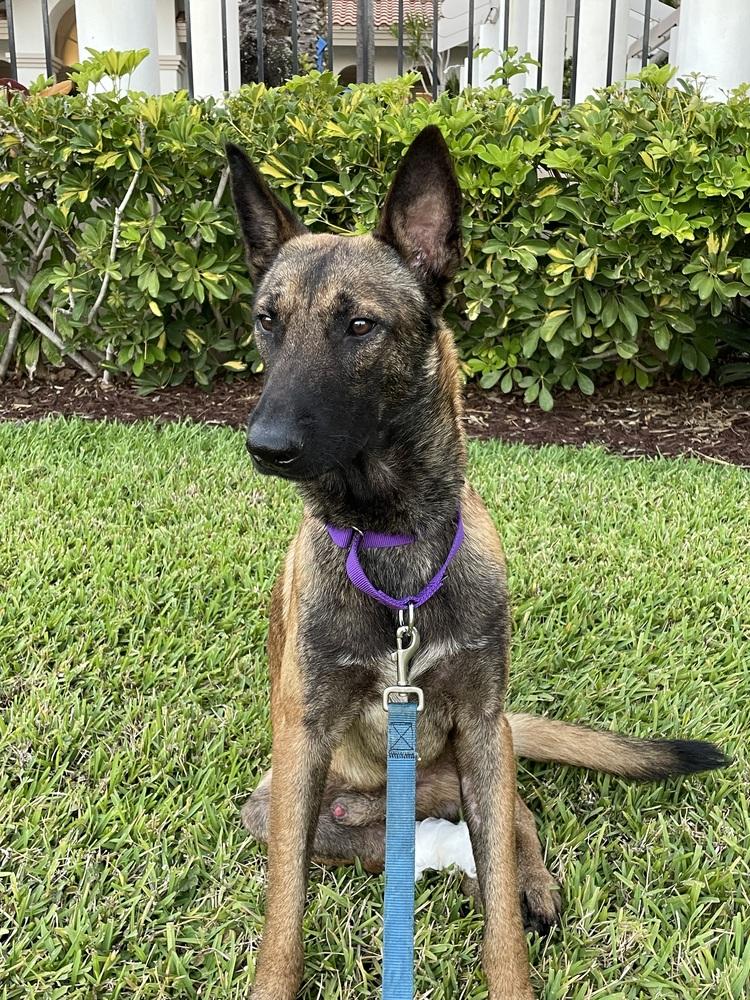 Axel - Formerly Baxter - Located in Florida — thumbnail 2