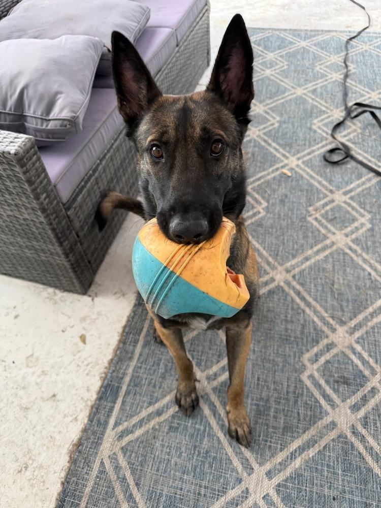 Axel - Formerly Baxter - Located in Florida — thumbnail 3