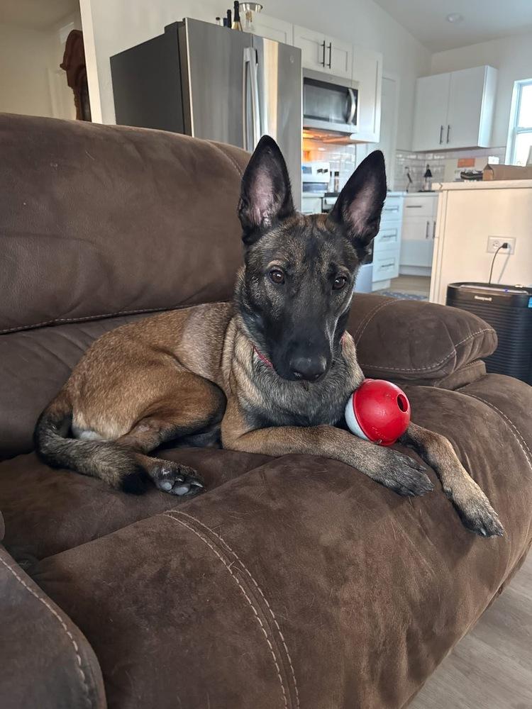 Axel - Formerly Baxter - Located in Florida — thumbnail 4