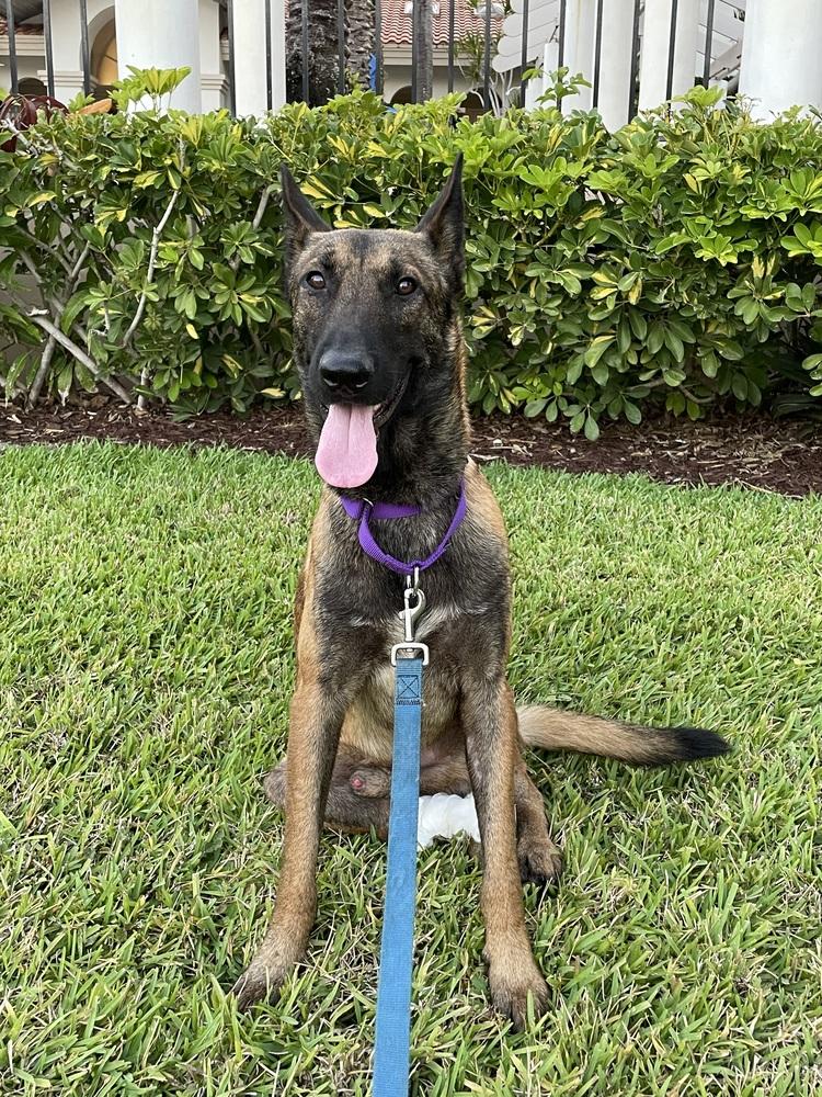 Axel - Formerly Baxter - Located in Florida — thumbnail 5