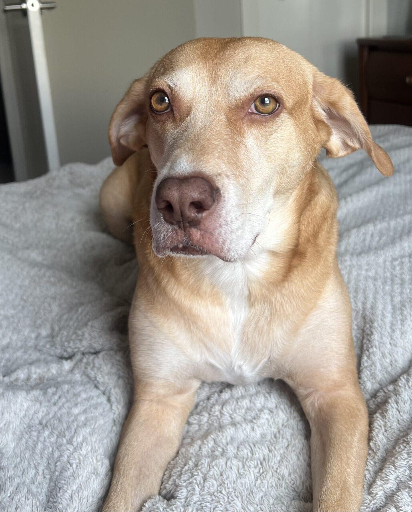 Enlarge Dumpling, a ADOPTABLE mixed breed in Calgary, AB image 4/4