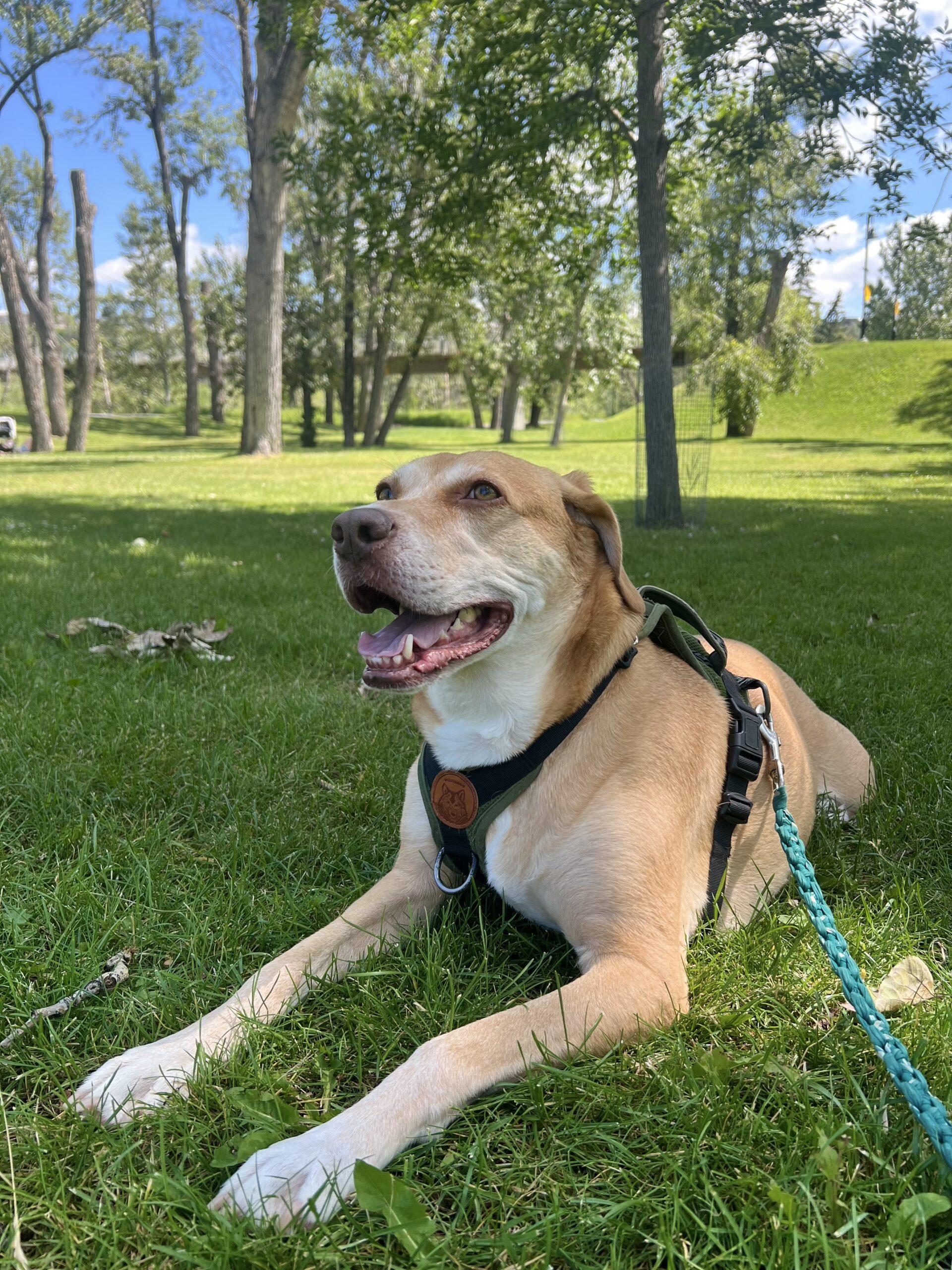 Enlarge Dumpling, a ADOPTABLE mixed breed in Calgary, AB image 1/4