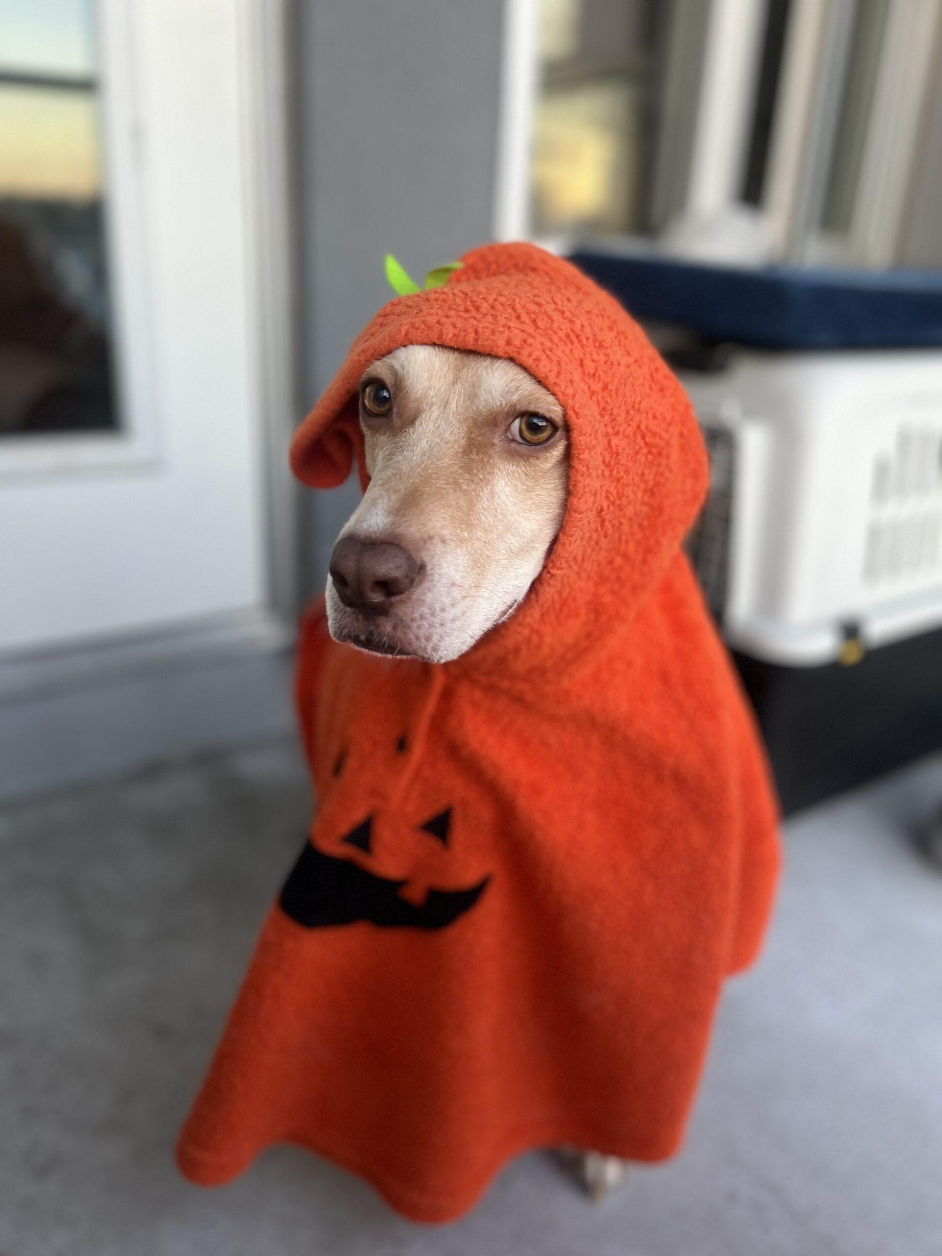 Enlarge Dumpling, a ADOPTABLE mixed breed in Calgary, AB image 2/4